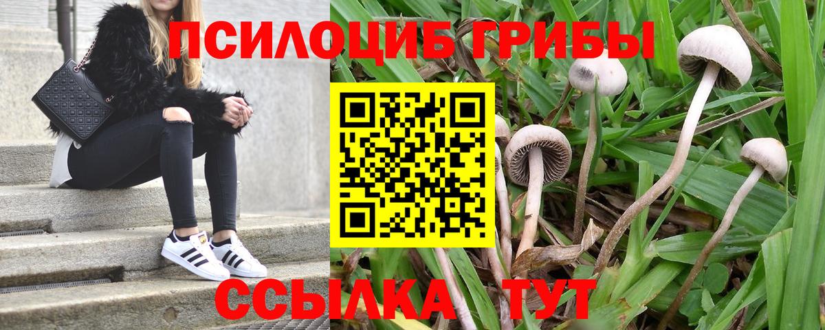 Галлюциногенные грибы Psilocybine cubensis  Вход с VPN  Бирск 